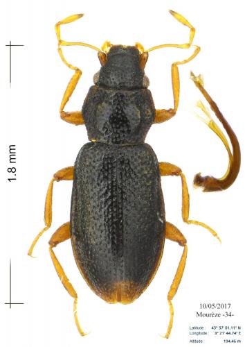 Réf. 183 270 : Hydraena angulosa